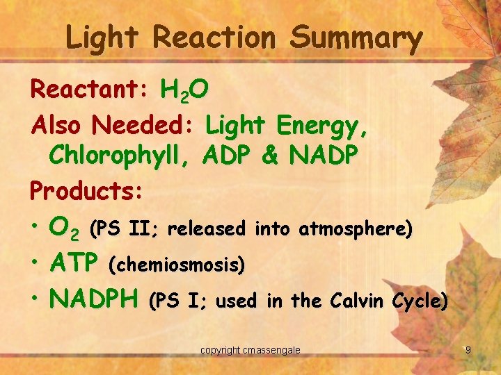 Light Reaction Summary Reactant: H 2 O Also Needed: Light Energy, Chlorophyll, ADP &