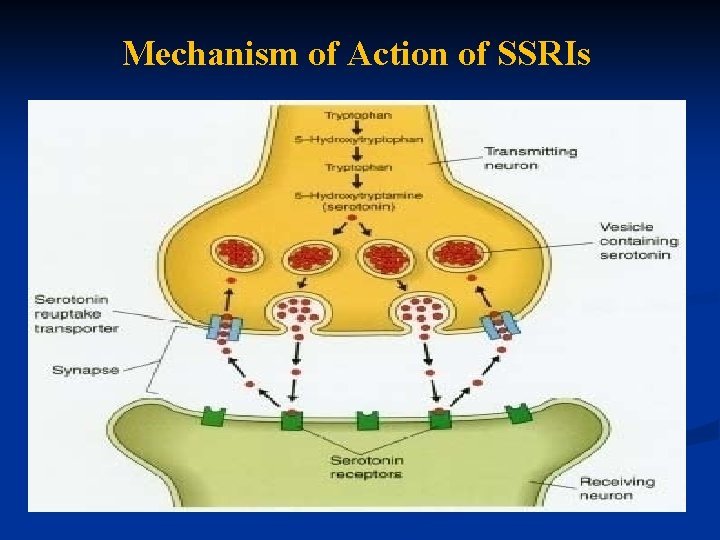 Mechanism of Action of SSRIs . 
