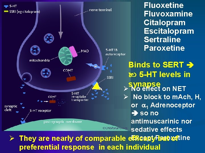 Fluoxetine Fluvoxamine Citalopram Escitalopram Sertraline Paroxetine Binds to SERT 5 -HT levels in synapse