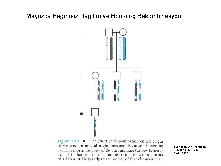 Mayozda Bağımsız Dağılım ve Homolog Rekombinasyon Thompson and Thompson, Genetics in Medicine 7. Baskı,