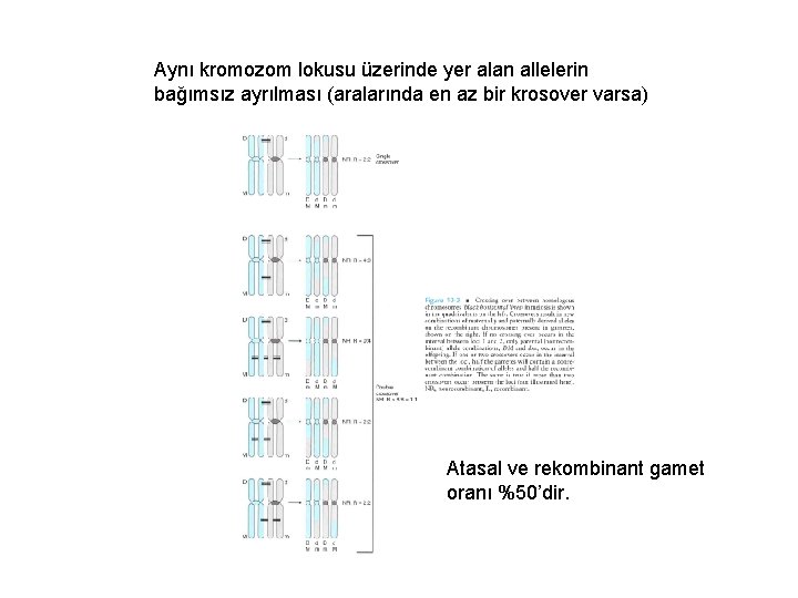 Aynı kromozom lokusu üzerinde yer alan allelerin bağımsız ayrılması (aralarında en az bir krosover