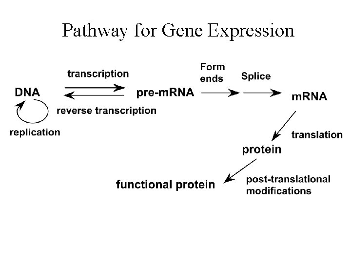 RNA polymerase Pathway for Gene Expression Reaction catalyzed