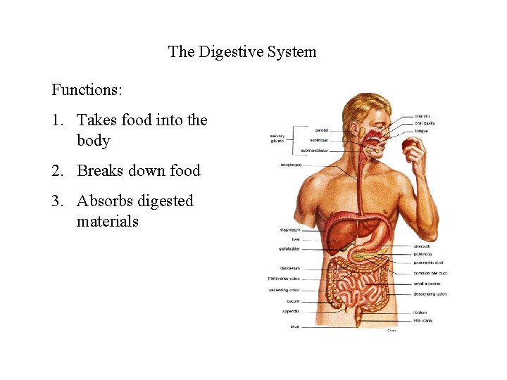 The Digestive System Functions: 1. Takes food into the body 2. Breaks down food