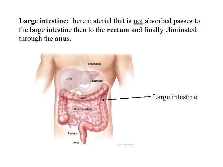Large intestine: here material that is not absorbed passes to the large intestine then