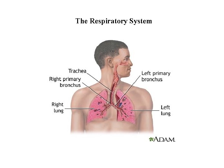 The Respiratory System 