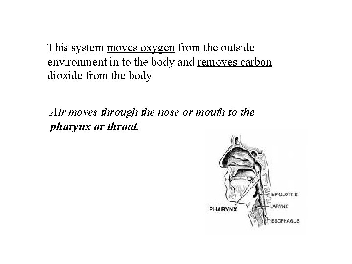 This system moves oxygen from the outside environment in to the body and removes