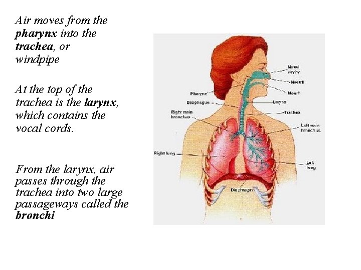 Air moves from the pharynx into the trachea, or windpipe At the top of