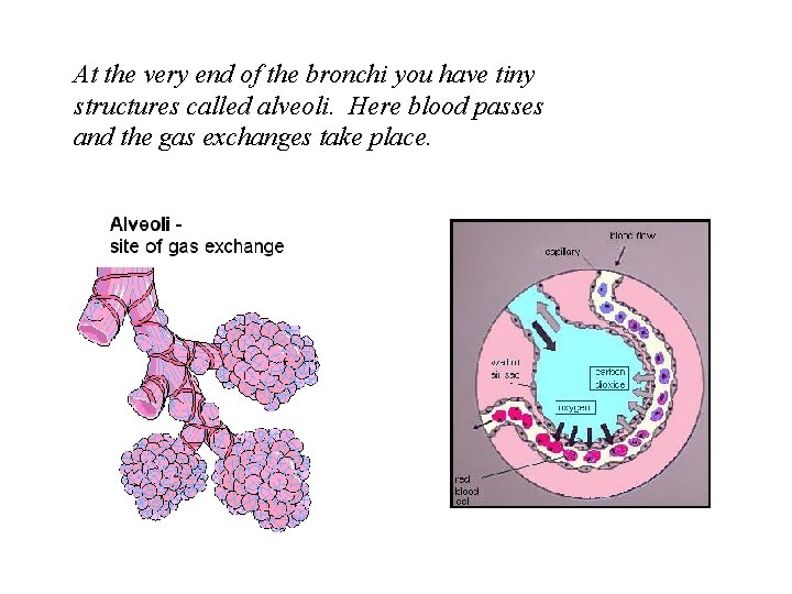At the very end of the bronchi you have tiny structures called alveoli. Here