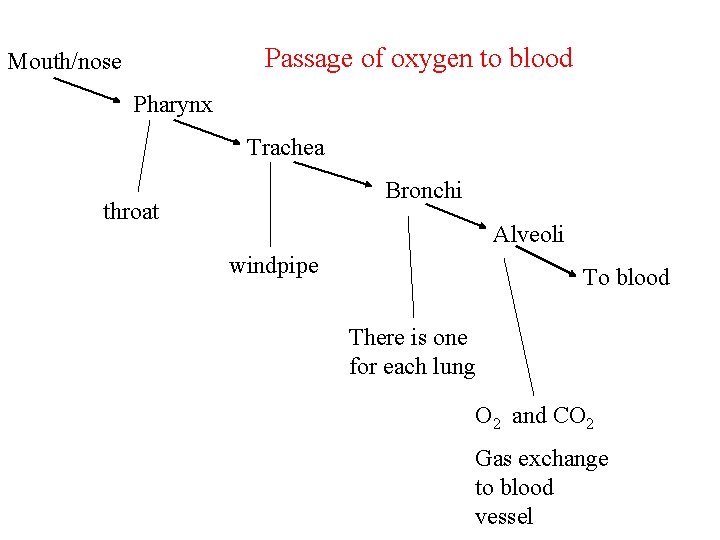 Passage of oxygen to blood Mouth/nose Pharynx Trachea Bronchi throat Alveoli windpipe To blood