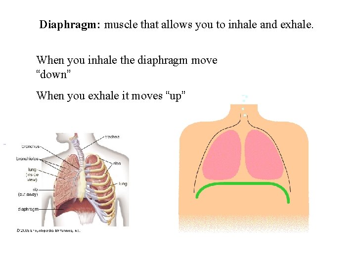 Diaphragm: muscle that allows you to inhale and exhale. When you inhale the diaphragm
