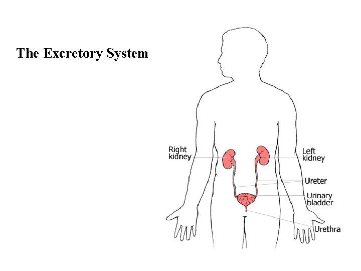 The Excretory System 