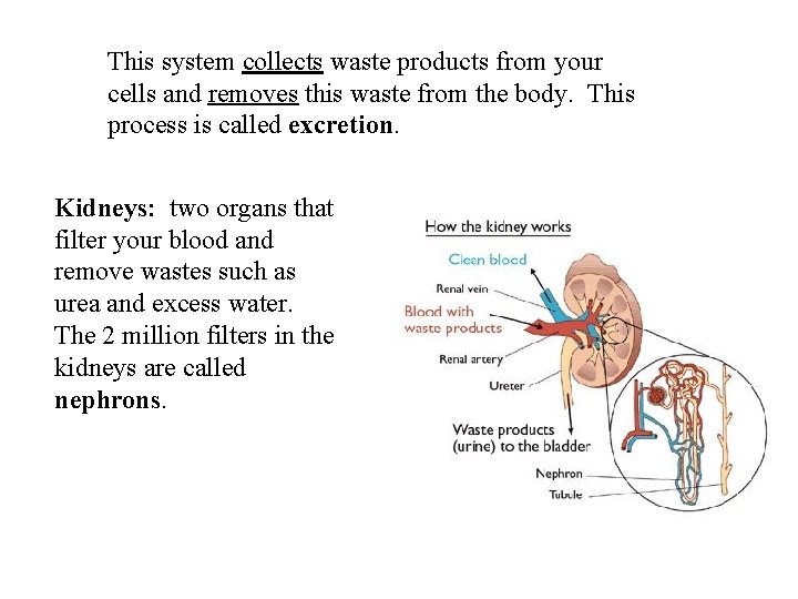 This system collects waste products from your cells and removes this waste from the