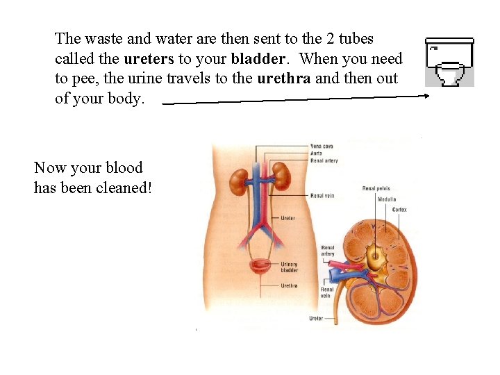 The waste and water are then sent to the 2 tubes called the ureters