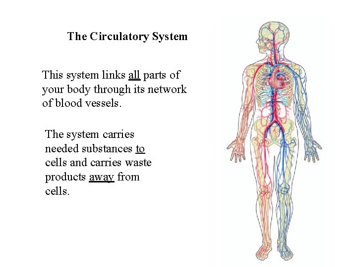 The Circulatory System This system links all parts of your body through its network