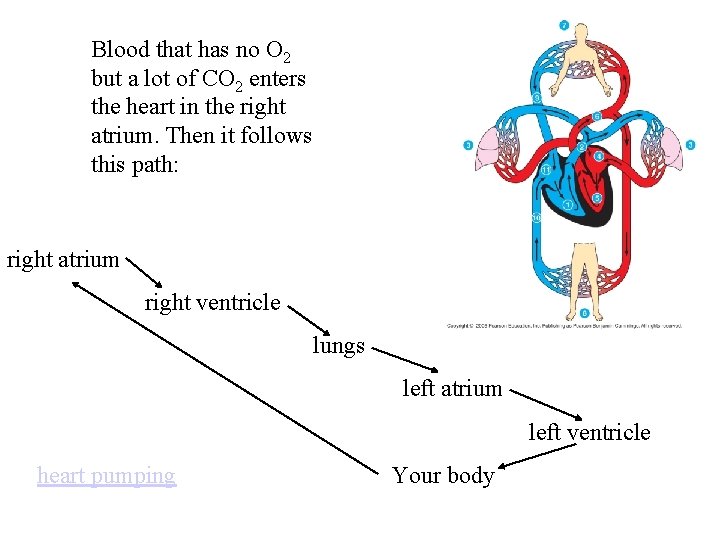 Blood that has no O 2 but a lot of CO 2 enters the