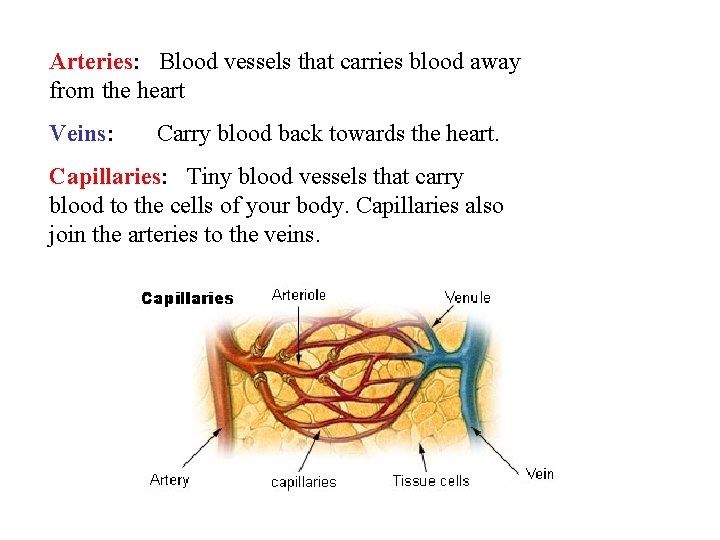 Arteries: Blood vessels that carries blood away from the heart Veins: Carry blood back