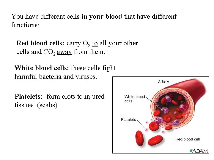 You have different cells in your blood that have different functions: Red blood cells: