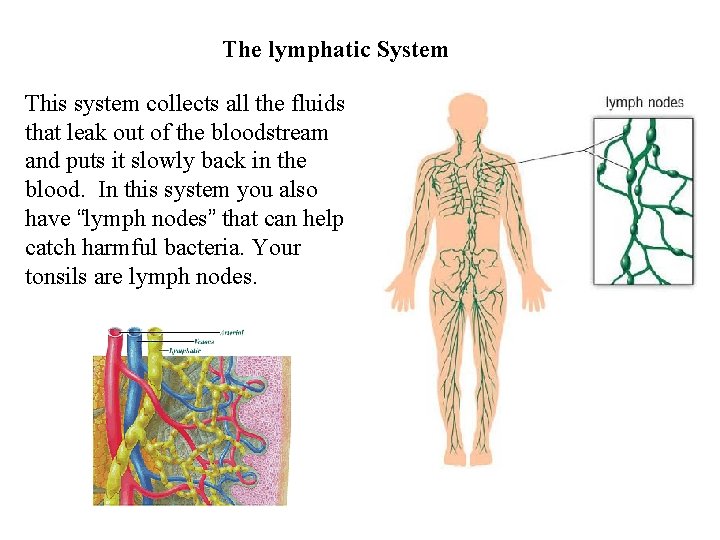 The lymphatic System This system collects all the fluids that leak out of the