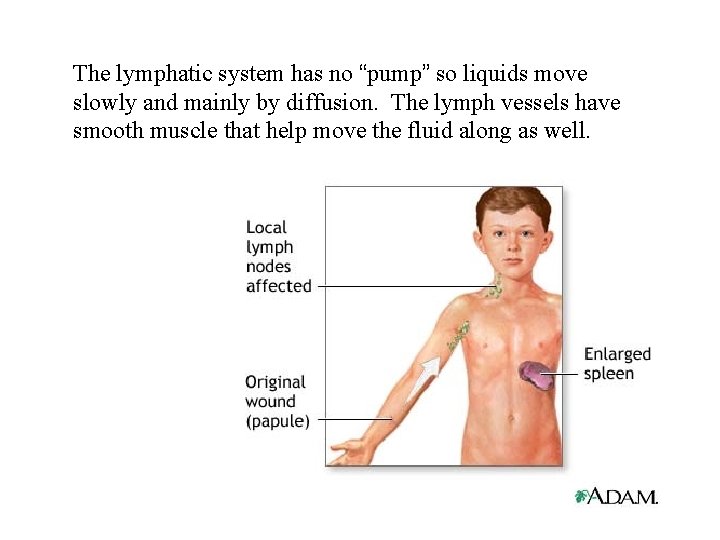 The lymphatic system has no “pump” so liquids move slowly and mainly by diffusion.