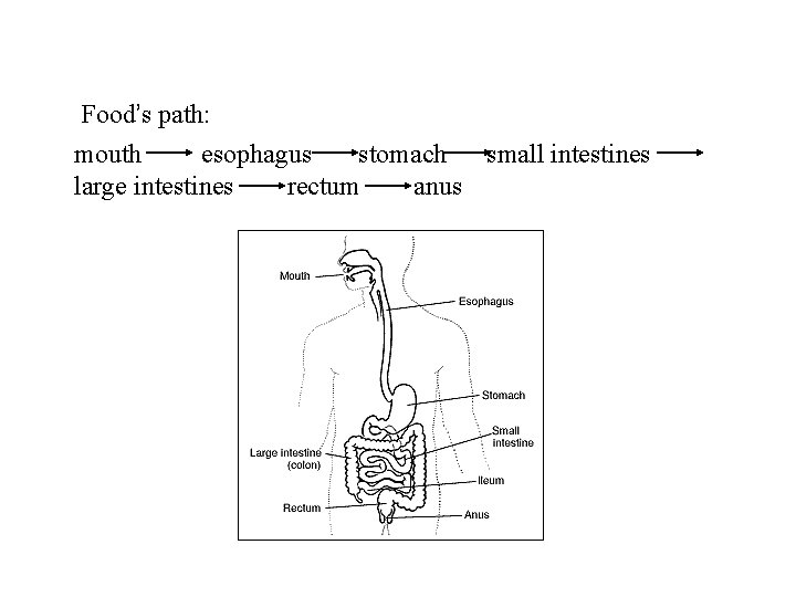 Food’s path: mouth esophagus stomach small intestines large intestines rectum anus 