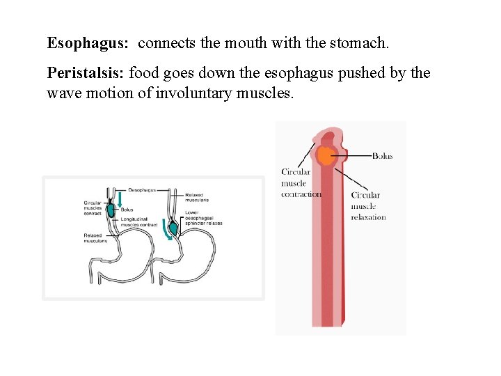 Esophagus: connects the mouth with the stomach. Peristalsis: food goes down the esophagus pushed
