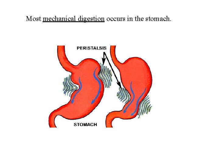 Most mechanical digestion occurs in the stomach. 