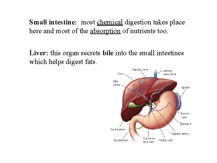 Small intestine: most chemical digestion takes place here and most of the absorption of