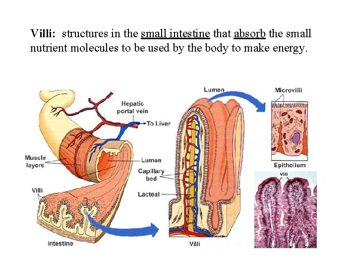 Villi: structures in the small intestine that absorb the small nutrient molecules to be