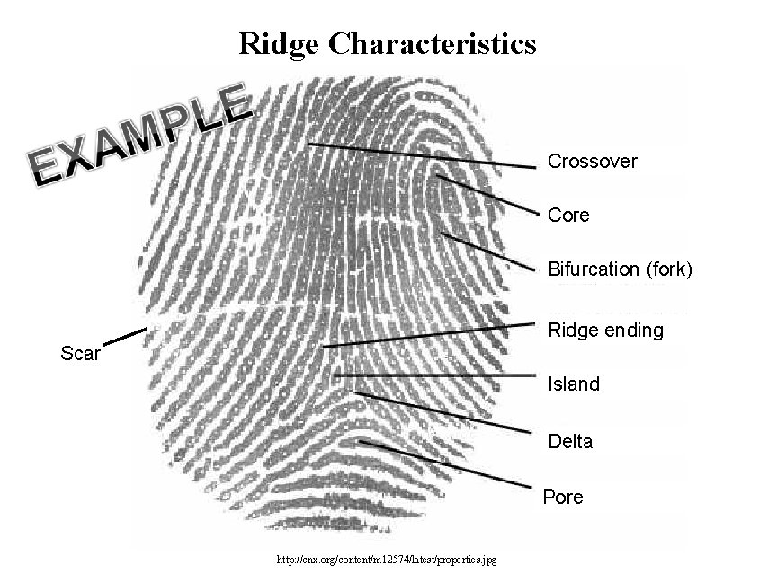 Ridge Characteristics Crossover Core Bifurcation (fork) Ridge ending Scar Island Delta Pore http: //cnx.