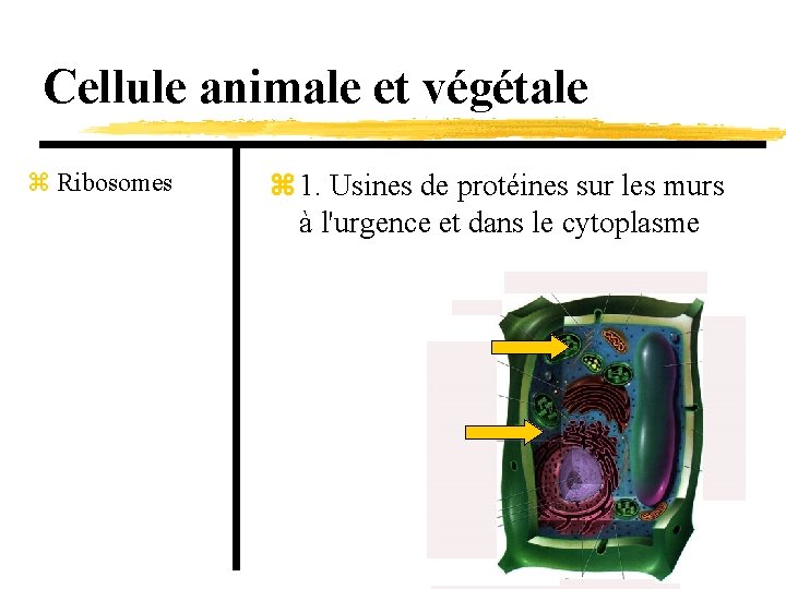 Cellule animale et végétale z Ribosomes z 1. Usines de protéines sur les murs