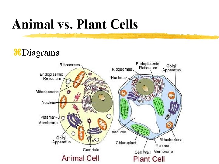 Animal vs. Plant Cells z. Diagrams 