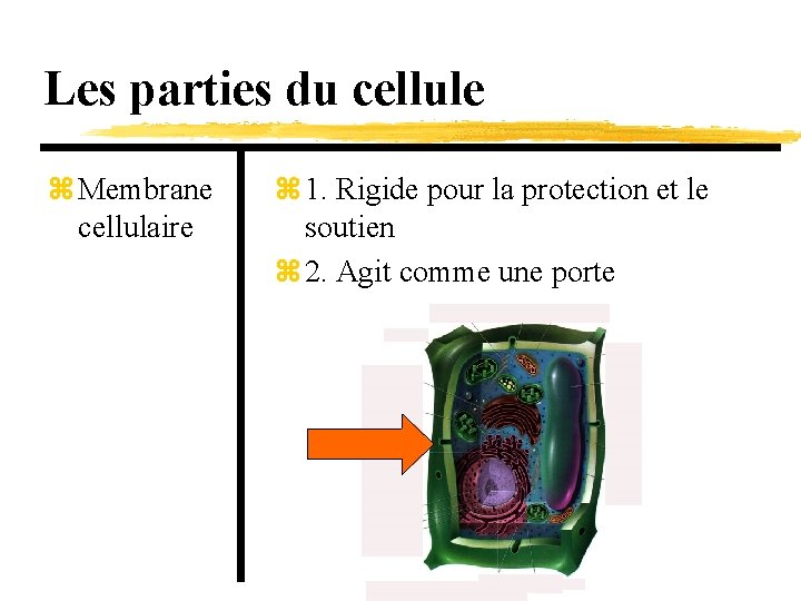 Les parties du cellule z Membrane cellulaire z 1. Rigide pour la protection et