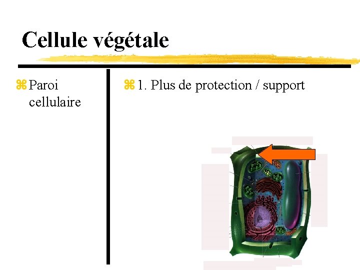 Cellule végétale z Paroi cellulaire z 1. Plus de protection / support 