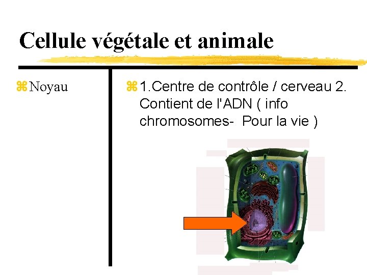 Cellule végétale et animale z Noyau z 1. Centre de contrôle / cerveau 2.