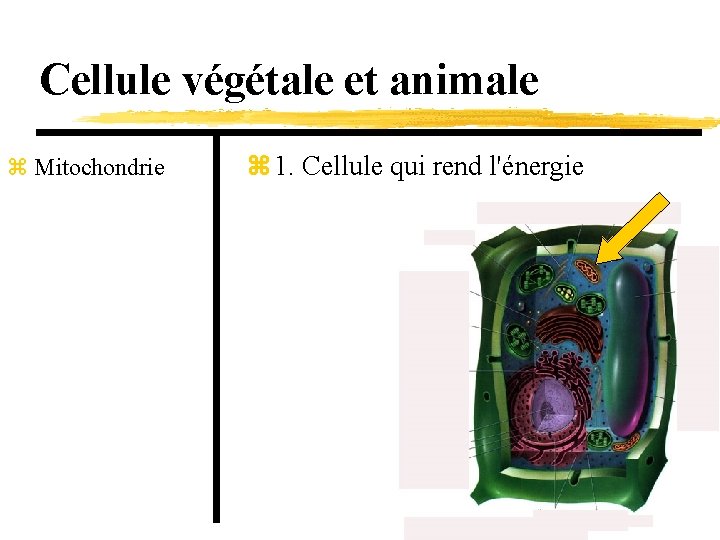 Cellule végétale et animale z Mitochondrie z 1. Cellule qui rend l'énergie 