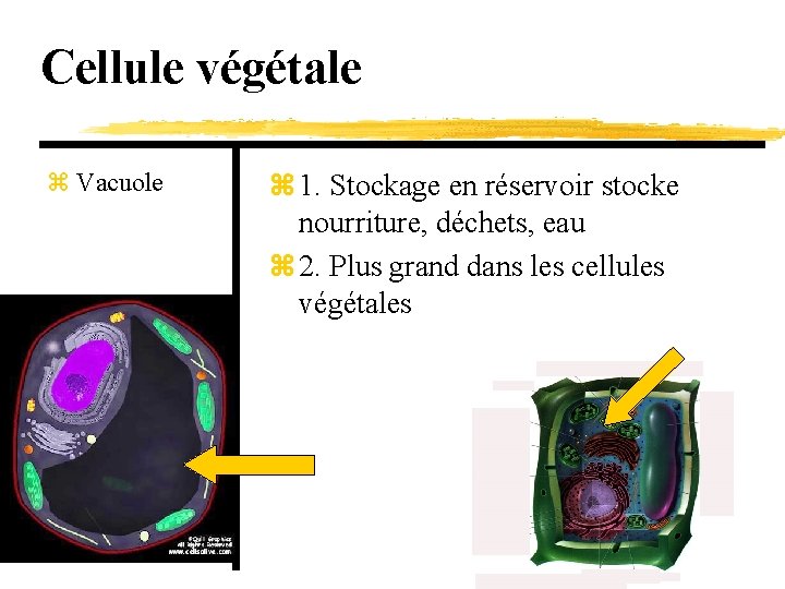 Cellule végétale z Vacuole z 1. Stockage en réservoir stocke nourriture, déchets, eau z