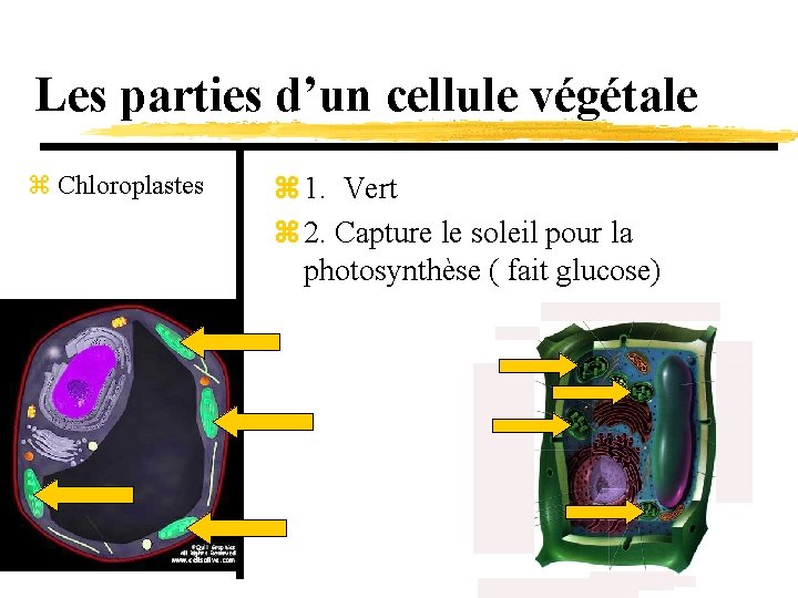 Les parties d’un cellule végétale z Chloroplastes z 1. Vert z 2. Capture le