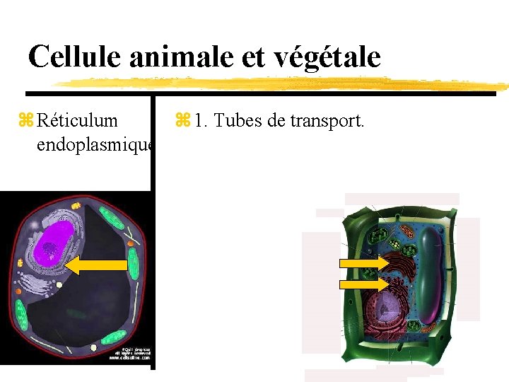 Cellule animale et végétale z Réticulum z 1. Tubes de transport. endoplasmique 