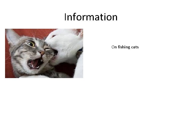 Information On fishing cats 