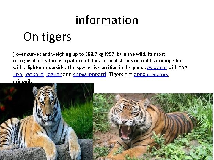 information On tigers ) over curves and weighing up to 388. 7 kg (857