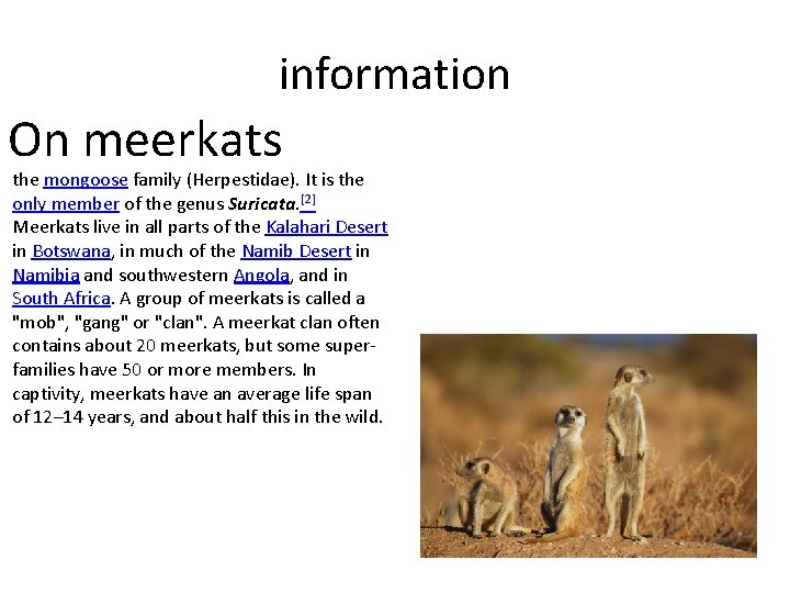 information On meerkats the mongoose family (Herpestidae). It is the only member of the