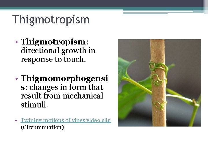 Thigmotropism • Thigmotropism: directional growth in response to touch. • Thigmomorphogensi s: changes in