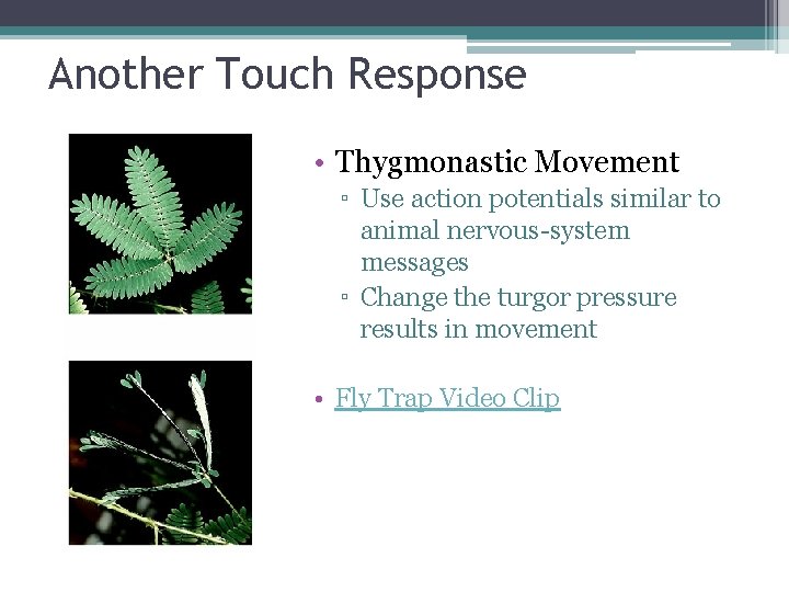 Another Touch Response • Thygmonastic Movement ▫ Use action potentials similar to animal nervous-system