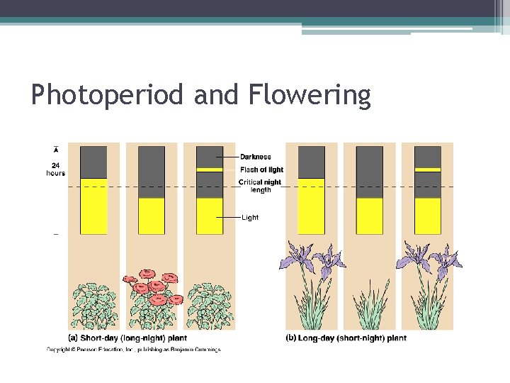 Photoperiod and Flowering 