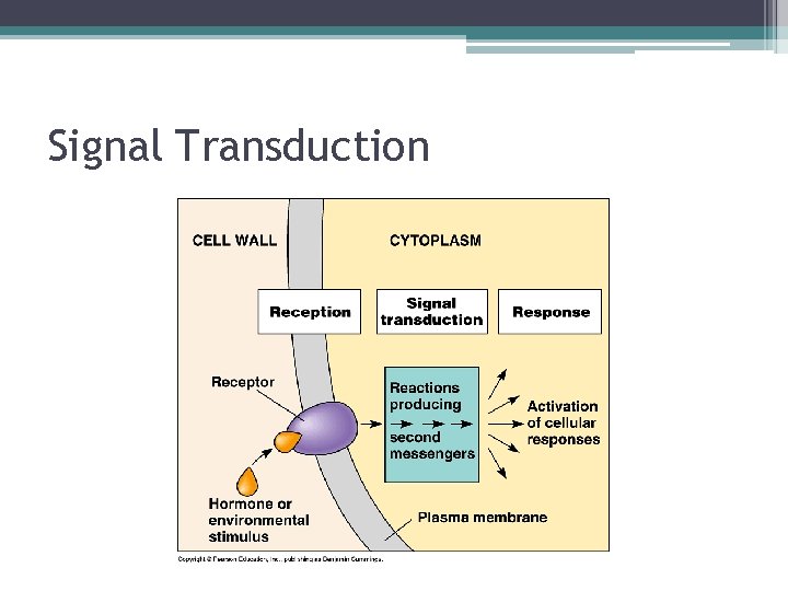 Signal Transduction 