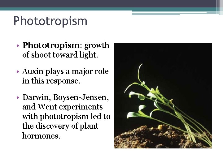 Phototropism • Phototropism: growth of shoot toward light. • Auxin plays a major role