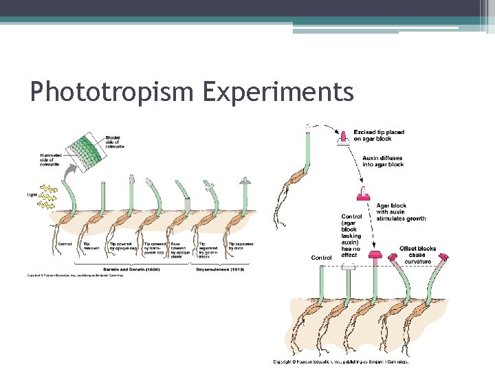 Phototropism Experiments 