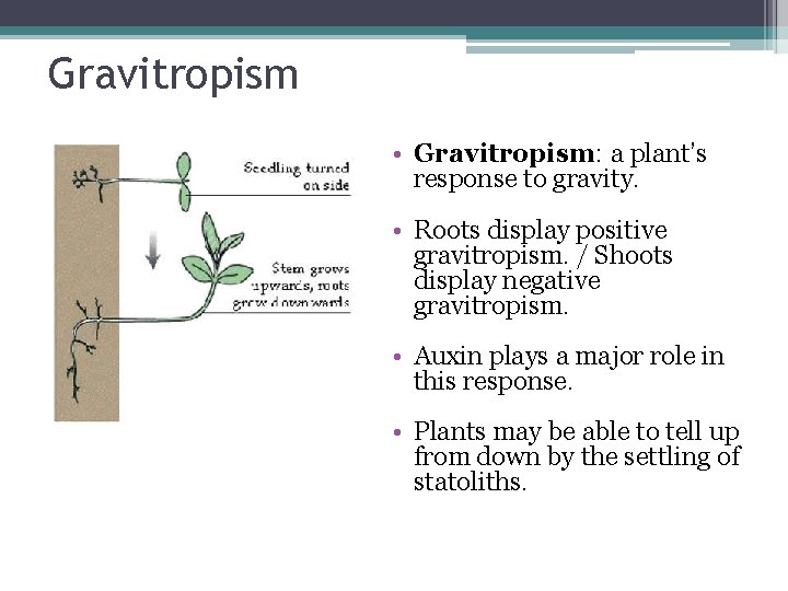 Gravitropism • Gravitropism: a plant’s response to gravity. • Roots display positive gravitropism. /