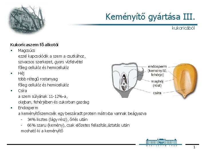 Keményítő gyártása III. kukoricából Kukoricaszem fő alkotói § Magcsúcs ezzel kapcsolódik a szem a