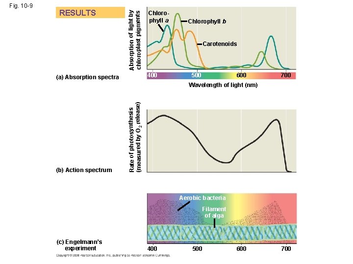 Absorption of light by chloroplast pigments RESULTS Chlorophyll a Carotenoids 400 (a) Absorption spectra